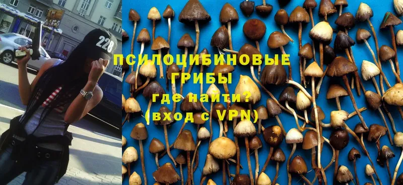 Псилоцибиновые грибы MAGIC MUSHROOMS  блэк спрут ссылки  Пустошка 